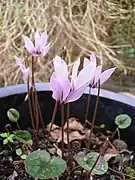 Cyclamen cilicium