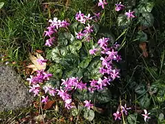 Cyclamen coum