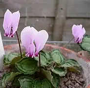 Cyclamen graecum