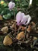 Cyclamen hederifolium