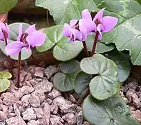 Cyclamen parviflorum