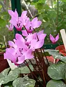 Cyclamen rhodium