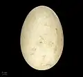 Cygnus melancoryphus (huevo) - MHNT