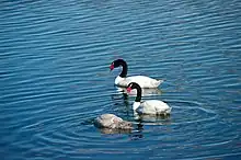 Los Cisnes de cuello negro están presentes en los Bañados del Río Atuel.