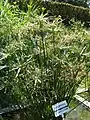 Cyperus alternifolius.