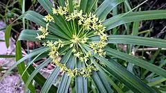 (Cyperus alternifolius)