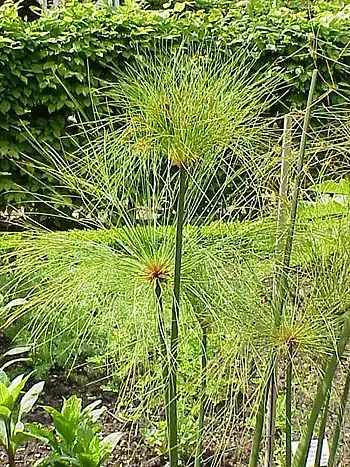 El papiro (Cyperus papyrus) se empleaba como material de escritura, para la fabricación de botes e incluso para su consumo.