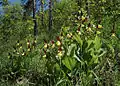 Grupo de Cypripedium calceolus en la naturaleza