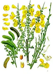 Cytisus scoparius (L.) Link