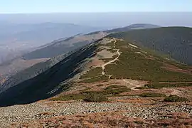 Vegetación alpina a 1400 m. en el Karkonosze