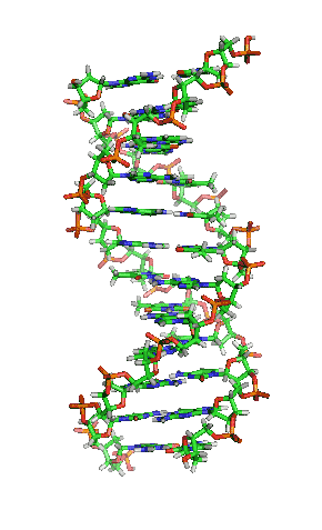 Animación de la estructura de una sección de ADN. Las bases se encuentran horizontalmente entre las dos hebras en espiral. Versión ampliada
