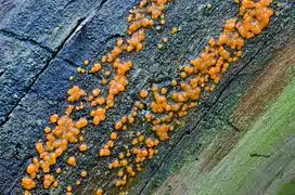 Dacrymyces stillatus.