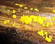 Dacrymyces stillatus