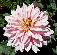 Dahlia 'Bellini'