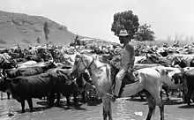 Vaqueros en otras regiones del mundo, Israel 1969