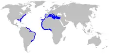 Range of the roughtail stingray