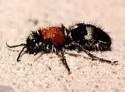 Dasylabris maura, hembra