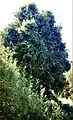 Árbol de D. diacanthoides.