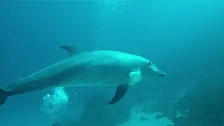 Joven delfín jugando en Triton House Reef