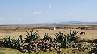 Altiplano sub-húmedo,Apan, Hidalgo