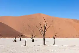 Las acacias secas que permanecen en los deathvleis, algunas hace cientos de años, sirven de oteadero a los cuervos del Namib.