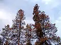 Pinos muertos por Dendroctonus ponderosae en la Columbia Británica.