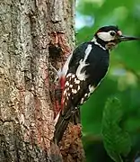 Acutirrostro (pájaro carpintero, Dendrocopos major)