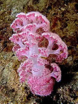 Dendronephthya, coral blando.