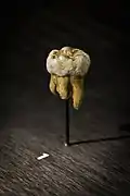 Réplica del molar de Denisova. Parte de una de las raíces fue destruida para obtener ADNm y realizar análisis. Por su tamaño y forma se puede descartar que pertenezca a neandertales o sapiens, lo cual se confirmó por los análisis de ADNm.