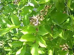 Pongamia pinnata (panigrahi)- un brote en floración