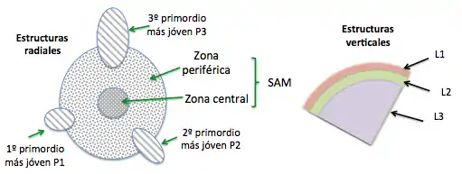 Figura 3. Estructuras radiales y verticales que permiten el desarrollo primario del tallo