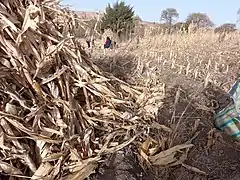 Deshojando el maíz - Yavi Chico