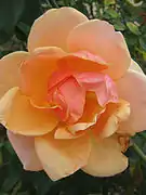 'Dettmann No.6' Encontrado en el jardín de "Kyneton VIC" de Mr Hugh Dettmann. Pernetiana. Floración semi-doble, flores con pétalos albaricoque-anaranjado en la parte delantera, rosa salmón en la parte posterior. Buen aroma. En la primavera el color naranja puede cambiar a un color amarillo azufre brillante.