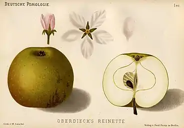 La manzana Oberdieck's Reinette
