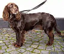 Spaniel alemán