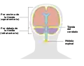 Diagrama que muestra dónde se encuentra el tentorio en el cerebro.