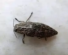 Dicerca obscura (subfamilia Chrysochroinae), Norteamérica