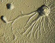 Dictyostelium, 2-comienzo de la agregación