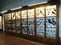 Galería de las aves