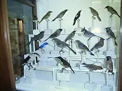 Galería de las aves