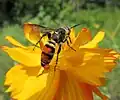 D. diabo ♀ en Brazil.