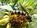 D. plumipes fossulana ♂ en Florida.