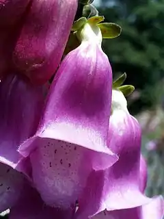 Digitalis purpurea subsp. mariana