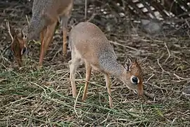 Dicdics de Kirk comiendo hierba en Tanzania