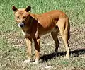 Dingo en el Parque nacional Lagos Myall