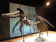 Dinosaurium, Pliosaurus rossicus.