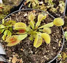 Dionaea muscipula ´Phoenix´