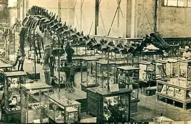 Diplodocus carnegii en el Museo de Historia Natural (México), 1932.