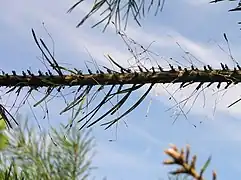 Defoliación producida por Diprioni pini.