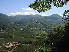 Plantación de café al sur de Orosi.